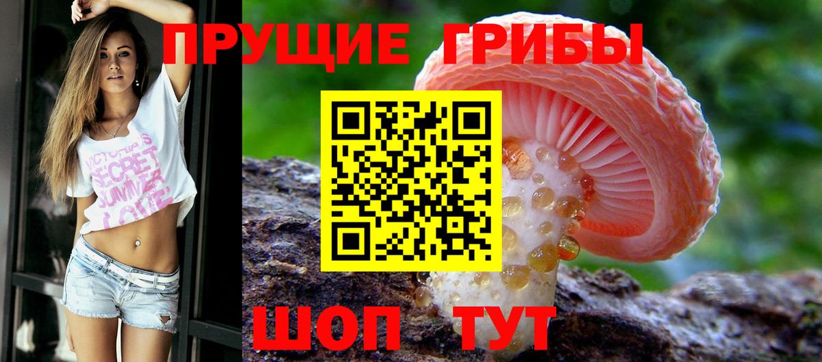 Бийск  Галлюциногенные грибы прущие грибы  Вход с VPN 